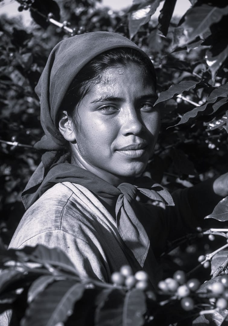 Black and white portrait of a Brazilian woman coffee picker wearing a headscarf, looking intently at the viewer, surrounded by coffee plant leaves with visible red and green coffee beans, titled Colhedora de Café, from the Ofícios series in the Brasil Profundo collection, by artist YSA.